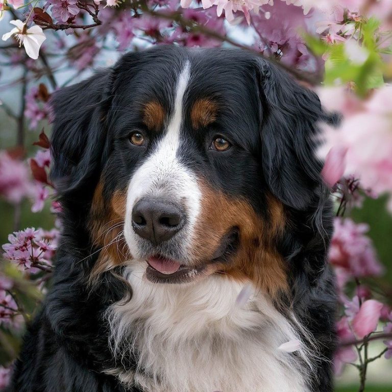 Hundephysiotherapie & Akupunktur im Kreis Heinsberg Mobile Hundephysiotherapie & Akupunktur im Kreis Heinsberg, Viersen & Mönchengladbach. Sanfte Behandlung für mehr Gesundheit & Beweglichkeit