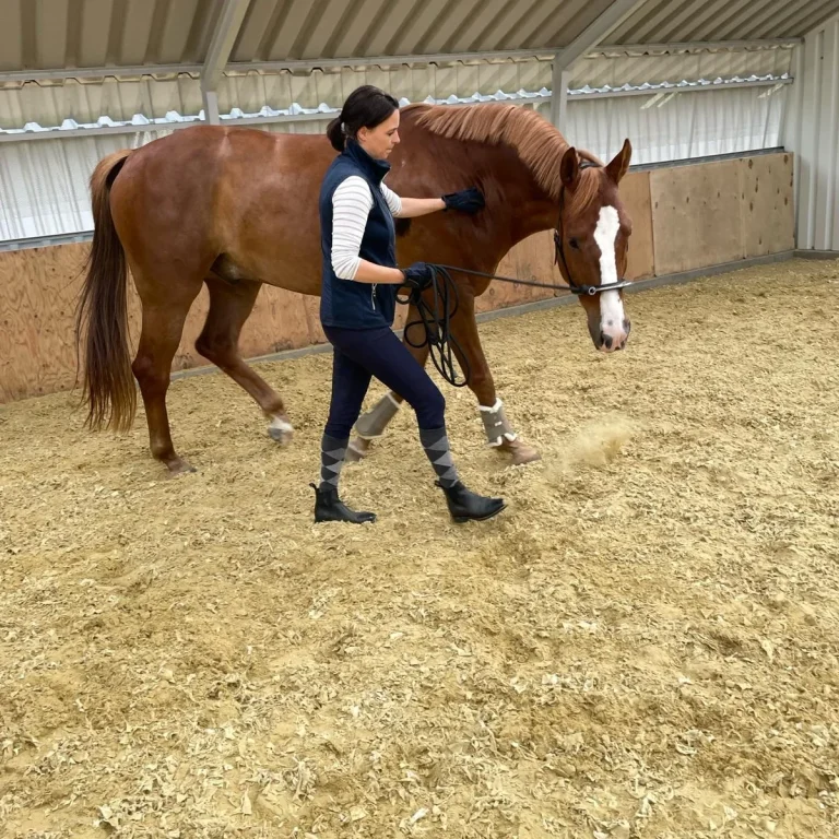 Osteopathie/Faszientherapie für Pferde im Kreis Heinsberg, Mönchengladbach, Viersen