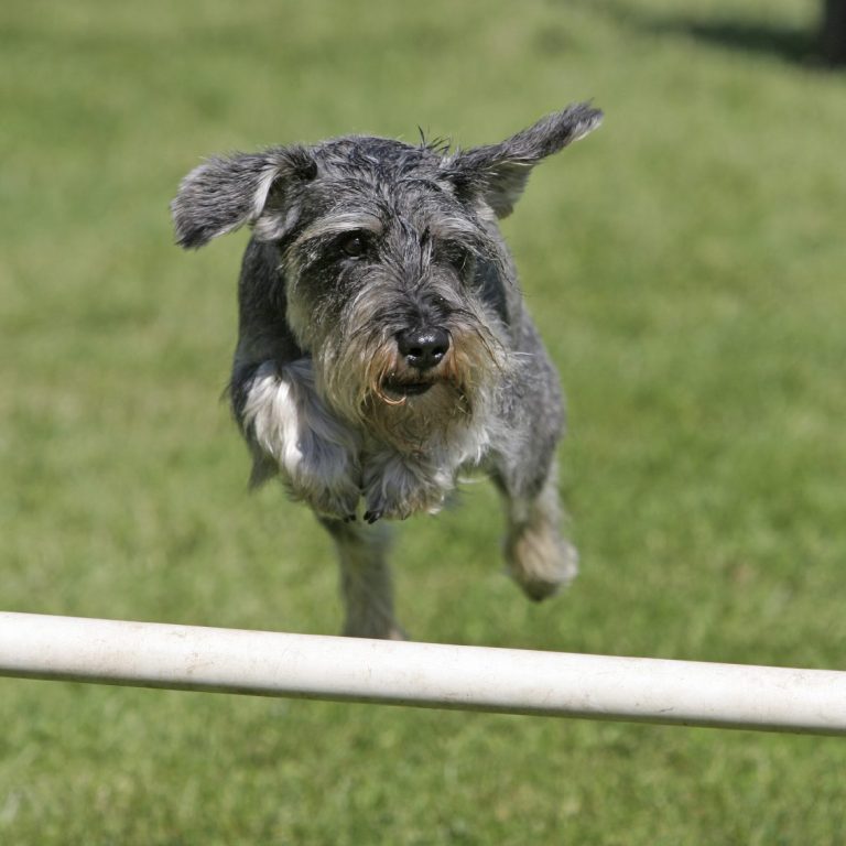 <img scr="Hundephysiotherapie_und_Akupunktur_für_Hunde__im_Kreis_Heinsberg_Mönchengladbach_Viersen.png" alt="Akupunktur für Hunde 