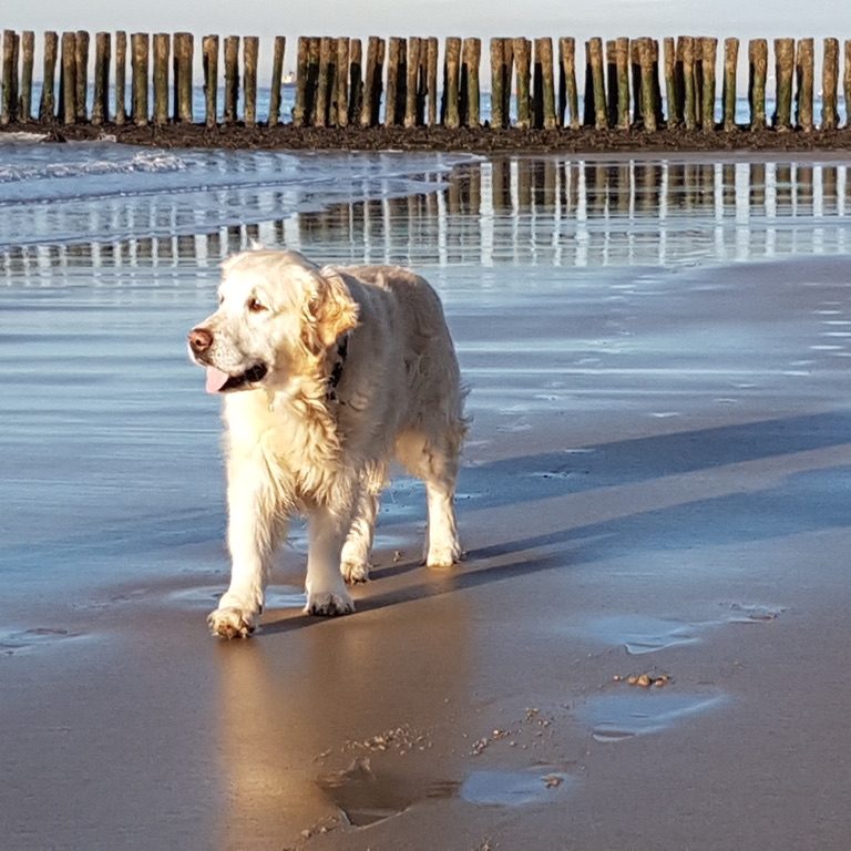 Hundephysiotherapie & Akupunktur im Kreis Heinsberg Mobile Hundephysiotherapie & Akupunktur im Kreis Heinsberg, Viersen & Mönchengladbach. Sanfte Behandlung für mehr Gesundheit & Beweglichkeit