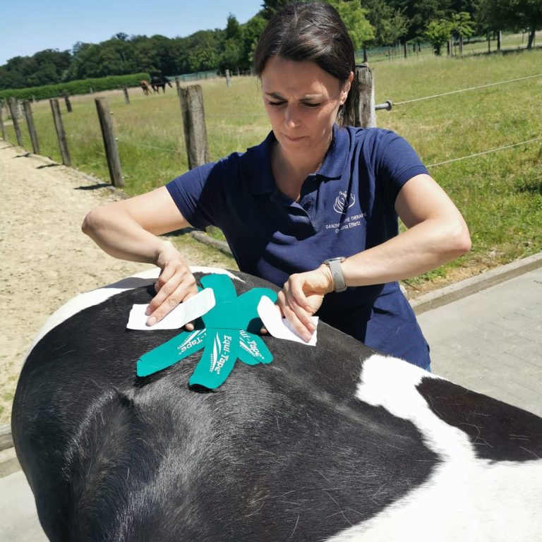 Christina Effertz bei der Behandlung eines Pferdes Christina Effertz, Therapeutin für Pferdeosteopathie, Physiotherapie und Akupunktur bei der Behandlung eines Pferdes.“
