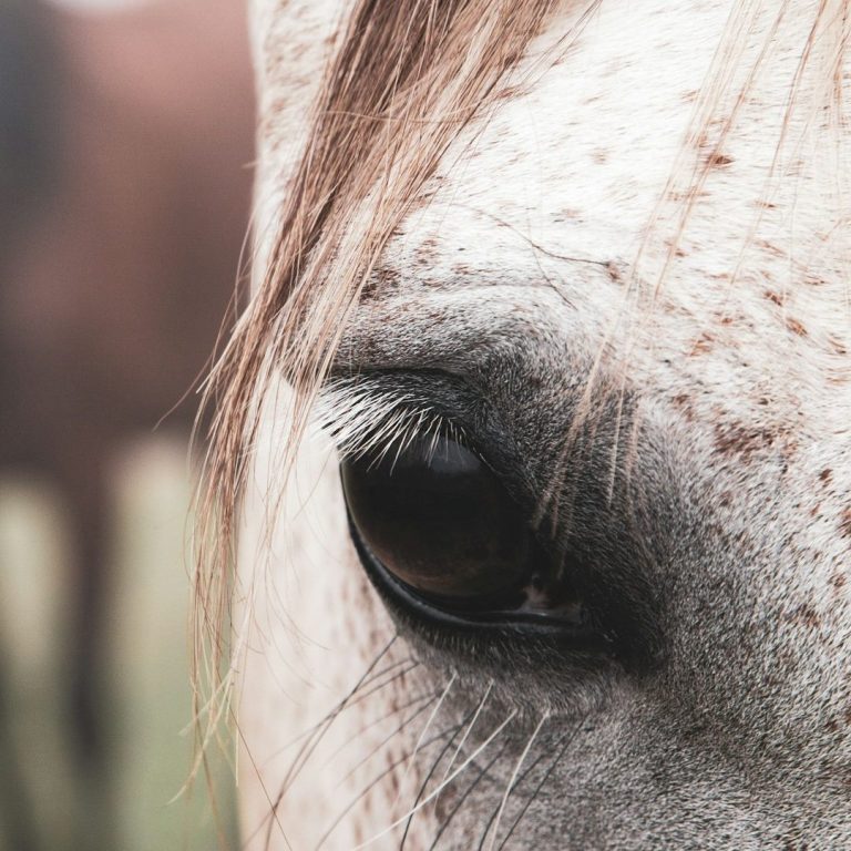 Christina Effertz: Einfühlsame Tierkommunikation für Pferde und Hunde und Co. Tierkommunikation online – sanfter Austausch mit Tieren über Sprache des Herzens